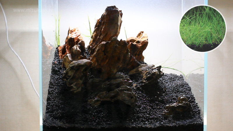 後景にヘアーグラスを植栽　STEP5.水草の植栽